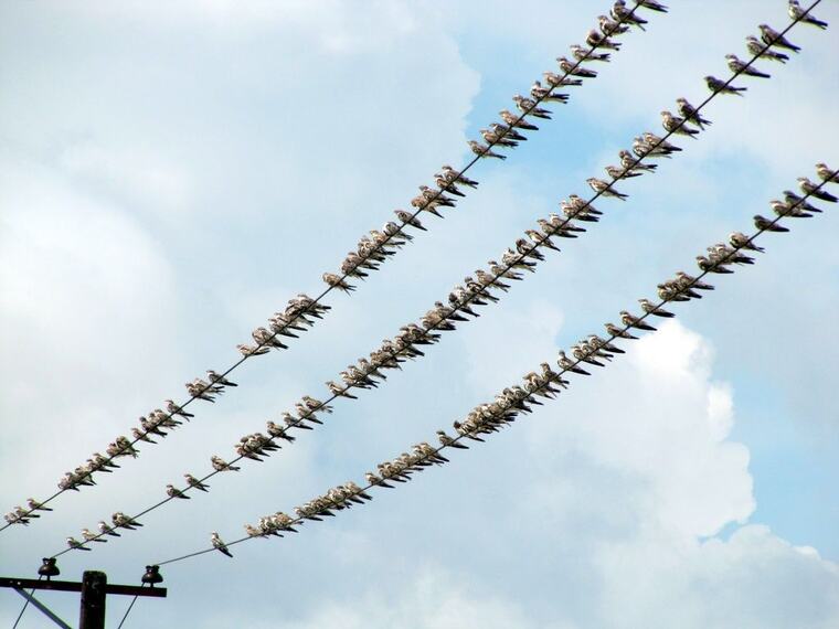Bandada de aves posadas en los cables