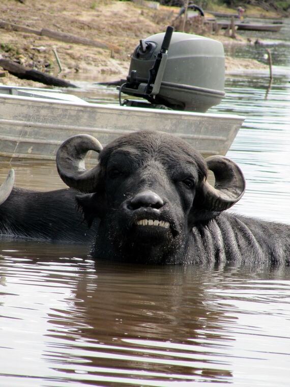Búfalo de agua en el río