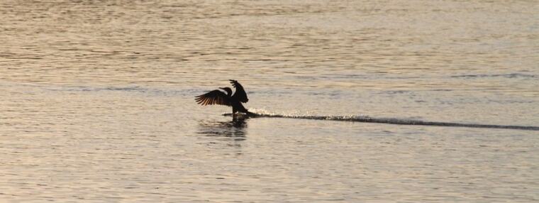 Cormorán secándose las alas en el río