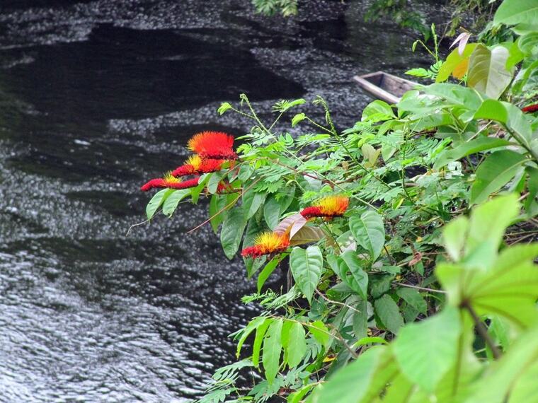 Flores rojas junto a los rápidos del río
