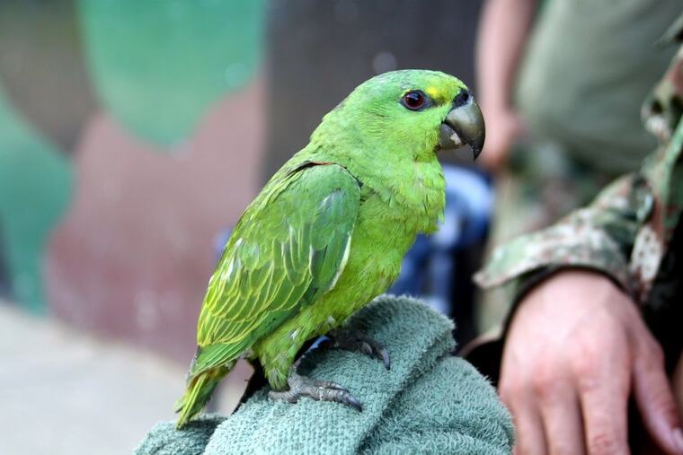 Loro amazónico verde