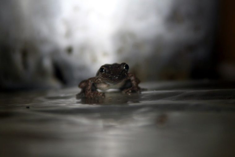 Rana amazónica en el agua